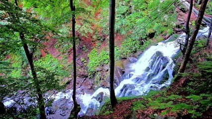 Poster - The tall trees of the mountain woodland hides the Shypit (Shepit) waterfall of Pylypets river, Volovets region, Ukraine. 