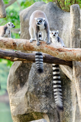 lemur catta in the natural zoo