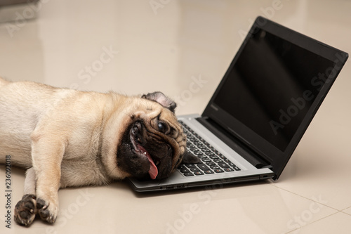 Dog Pug breed lying on computer laptop feeling so tried and lazy for work,Animal Dog and Business Concept