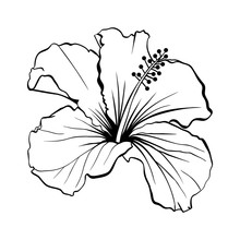 Hawaiian Hibiscus Laser Cut Vector. Fragrance Outline Flower. Mallow Chenese Rose. Black And White Flora. Isolated Botany Plant With Petals. Tropical Karkade Or Bissap Herbal Tea, Crimson Blossom