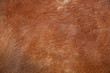 Animal skin photo and background