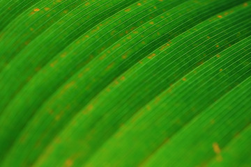 Wall Mural - Beautiful abstract close up to banana's leaf green pattern background from tropical forest.