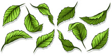 Graphic Detailed Cartoon Different Light Green Leaves. On White Background. Vector Icon Set.
