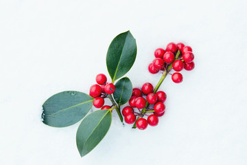 Wall Mural - christmas holly in snow