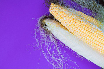 corn, sweet, yellow, harvest, food, fresh, agriculture, cereal, organic, colour, contrast, ultra violert,