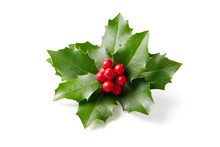 Holly Leaves Decoration With Red Berries.