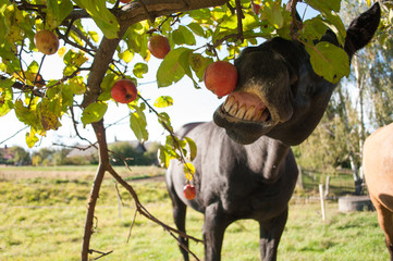 Detail of horse eating apple from a tree