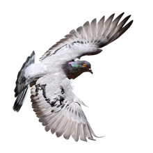Pigeon In Flight Isolated On White