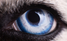 Macro Photo Of Blue Eye Siberian Husky Dog.  Close Up Blue Eye