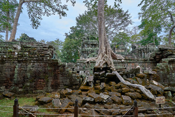 Trees raised on the ruins of the temple Ta Prohm,temple at Angkor Wat complex, Angkor Wat Archaeological Park in Siem Reap, Cambodia UNESCO World Heritage Site