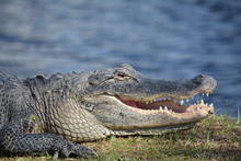 Closeup Headshot Of Florida Alligator In Profile With Mouth Open And Teeth Showing