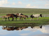 Fototapeta Konie - Mongolie