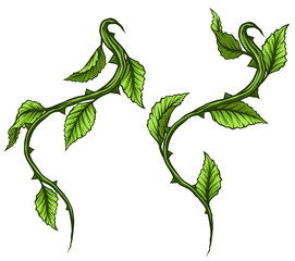 Wall Mural - Graphic cartoon detailed green rose branch, stem with leaves and thorns. Isolated on white background. Vector icon set. Vol. 4