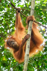 Wall Mural - sumatran orang-utan - pongo abelii, hominid primate from sumatran forests, indonesia.