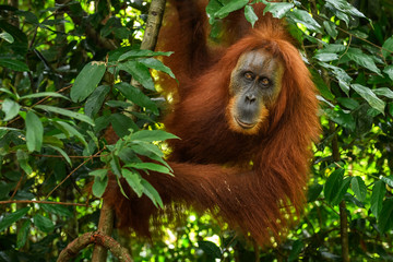 Wall Mural - sumatran orang-utan - pongo abelii, hominid primate from sumatran forests, indonesia.