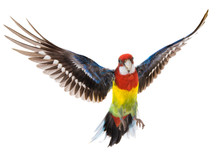 Parrot Rosella Parrot In Flight Isolated