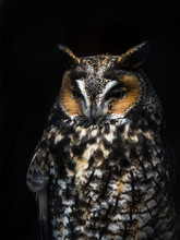 A Close Up Wildlife Photograph Of A Beautiful Great Horned Owl With Vivid Orange Or Yellow Eyes, Speckled Feathers, Dark Tones And Black Background At Night.