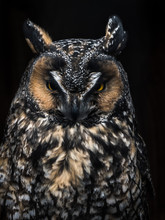 A Close Up Wildlife Photograph Of A Beautiful Great Horned Owl With Vivid Orange Or Yellow Eyes, Speckled Feathers, Dark Tones And Black Background At Night.