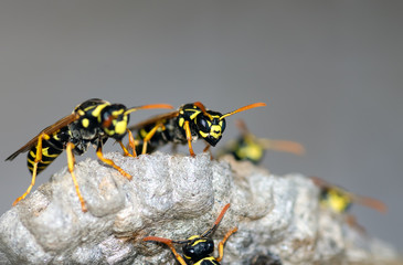 Wasps build a nest. Wasp family sitting on a nest