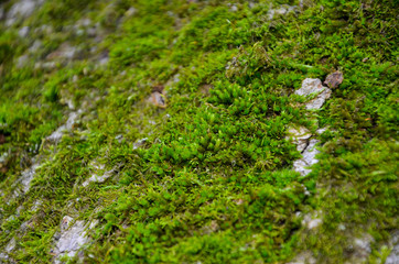 moss on the wall