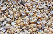 A Lot Of Shells On The Sea Shore
