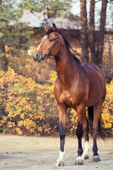 Canvas Print - sportive warmblood horse posing against stable. autumn season