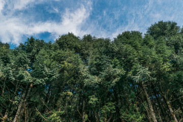 Wall Mural - Low angle view of leafy trees on blue sky