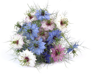 Sticker - Nigella damascena