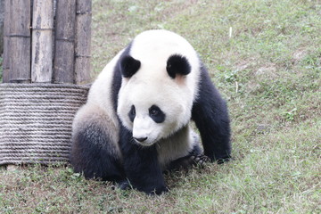 Funny Pose of Giant Panda on the Green Yard, China