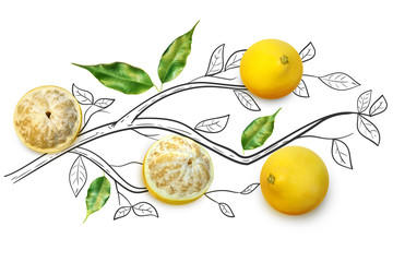 Wall Mural - Fruit composition with fresh pomelo and cartoon cute doodle drawing elements on isolated white background. Creative minimalistic food concept.