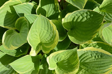 Hosta Halcyon