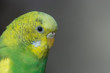 © CreativeSuburb - A green parrot pecks grains Head close-up