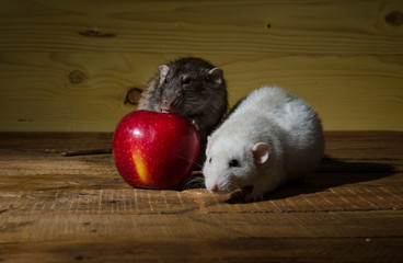 Sticker - Rats and a red apple.