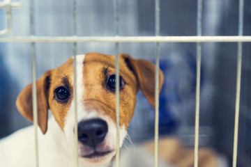 Sad dog behind the fence. Homeless dog behind bars in an animal shelter