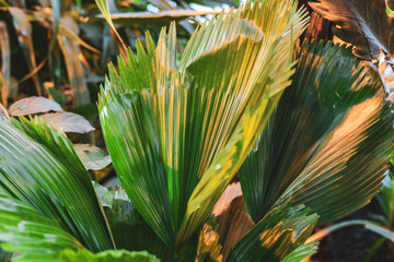 Wall Mural - close up huge big leaf in the jungle rainforest background f