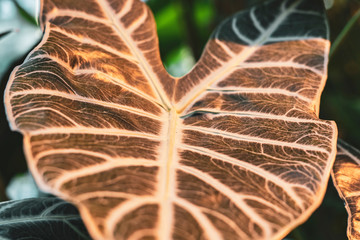 close up huge big leaf in the jungle rainforest background f