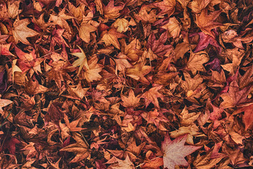 Multicolored japanese maple autumnal dry leaves on the ground