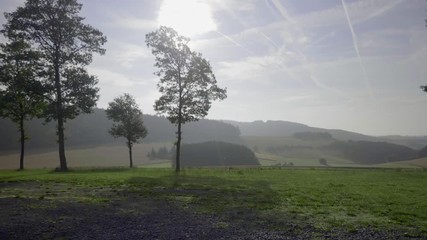 Wall Mural - Group of trees on a cloudy day over empty foggy field and misty meadow stretched into the horizon in summer morning. Picturesque rural autumn landscape.