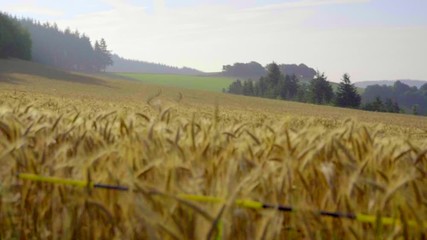 Wall Mural - Wheat field with blue sky with in slow motion sun and clouds. Beautiful nature