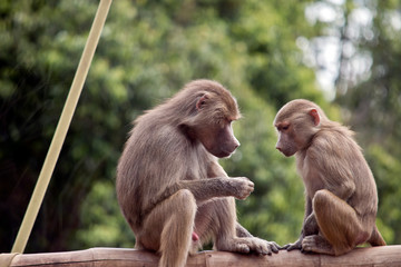 Wall Mural - two young baboons