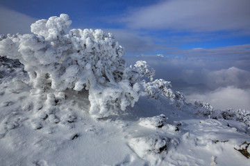 Wall Mural - Snow covered frozen trees above the clouds, Niubeishan Landscape. Cattle Back Mountain in Sichuan Province, China. Hard Rime, deep snow, frost brittle ice. Snow mountains, Gongga mountain scenery.