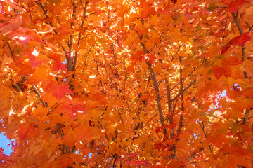 red autumn leaves
