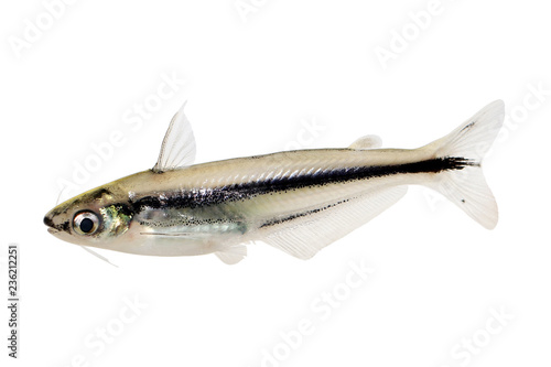 Obraz Dibond African Glass Catfish Pareutropius debauwi Aquarium Fish
