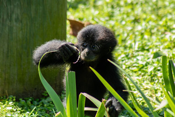 Wall Mural - Baby siamang