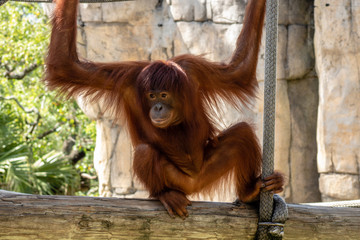 Wall Mural - Bornean orangutans