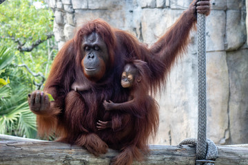 Wall Mural - Bornean orangutans