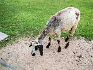 Fluffy sheep, cute sheep farm.