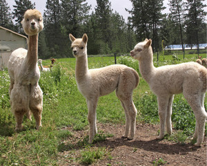 Alpaca mother with two offspring, Cria