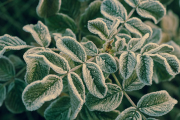 Poster - rose leaves covered with hoarfrost macro