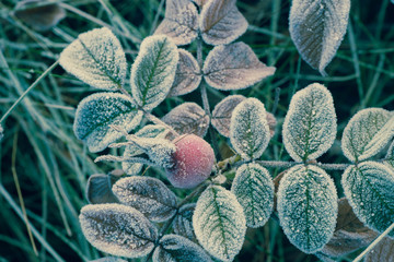 Poster - rose leaves and hips covered with hoarfrost macro